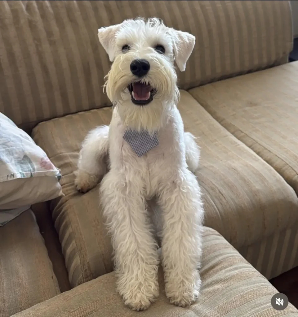 Imagem de capa - Cachorro destrói álbum da Copa e vídeo viraliza